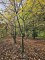 Afbeelding Speelboom,  klimboom, vogelboom, - Carpinus betulus