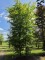 Afbeelding Vogelboom haagbeuk - Carpinus betulus