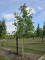 Afbeelding Walnoot - Juglans regia 'Axel'