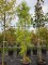 Afbeelding Smalle moerascypres - Taxodium distichum 'Shawnee Brave'