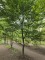 Afbeelding Haagbeuk als inheemse klimboom - Carpinus betulus