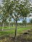 Afbeelding Jonagold handappel - Malus domestica 'Jonagold'