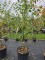 Afbeelding Pruim - Prunus domestica 'President'