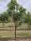 Afbeelding Papieresdoorn - Acer griseum