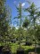 Afbeelding Ceder met geel-groene naalden - Cedrus deodara 'Aurea'