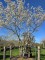 Afbeelding Krentenboompje - Amelanchier lamarckii