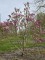 Afbeelding Magnolia 'Susan' - Magnolia 'Susan'