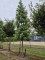 Afbeelding Amberboom - Liquidambar styraciflua