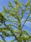 Afbeelding Kronkel lariks - Larix kaempferi 'Diana'