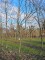 Afbeelding Pruimenboom met blauw-paarse lekkere pruimen - Prunus domestica 'Belle de Louvain'