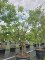 Afbeelding Papieresdoorn - Acer griseum