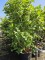 Afbeelding paarse sering - Syringa vulgaris 'Charles Joly'