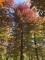Afbeelding Rode beuk - Fagus sylvatica 'Atropunicea'