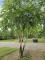 Afbeelding Zwarte berk - Betula nigra