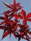 Afbeelding compact groeiende roodbladige Japanse esdoorn - Acer palmatum 'Twombly's Red Sentinel'