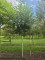 Afbeelding Witte berk - Betula utilis 'Jacquemontii' (Doorenbos)