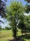 Afbeelding Groene beuk als karakterboom. BLIKVANGER - Fagus sylvatica
