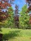 Afbeelding Rode beuk - Fagus sylvatica 'Atropunicea'