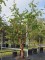 Afbeelding Papieresdoorn - Acer griseum