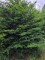 Afbeelding Taxus Venijnboom - Taxus Baccata