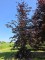 Afbeelding Rode beuk - Fagus sylvatica 'Atropunicea'