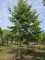 Afbeelding Grootbladig Japanse of Kaukasische Els - Alnus x spaethii 'Spaeth'