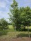 Afbeelding Krentenboompje - Amelanchier arborea 'Robin Hill'
