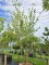 Afbeelding Japanse grootbloemige kornoelje - Cornus kousa