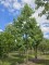 Afbeelding Meerstammige amberboom - Liquidambar styraciflua