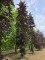 Afbeelding Rode beuk - Fagus sylvatica 'Atropunicea'