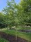 Afbeelding Storaxboom - Styrax japonicus