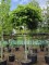 Afbeelding Amberboom - Liquidambar styraciflua 'Gum Ball'