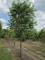 Afbeelding Witte dubbelbloemige sierkers - Prunus avium 'Plena'