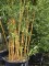 Afbeelding Gele of Gouden bamboe - Phyllostachys aureosulcata 'Aureocaulis'
