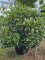 Afbeelding Rododendron met wit-roze bloei - Rhododendron 'Cunningham's White'