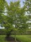 Afbeelding Amerikaanse haagbeuk - Carpinus Caroliniana