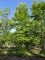 Afbeelding Groene Beuk - Fagus sylvatica