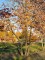 Afbeelding Haagbeuk - Carpinus betulus