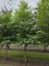 Afbeelding Storaxboom - Styrax japonicus