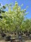Afbeelding Japanse grootbloemige kornoelje - Cornus kousa 'Milky Way'
