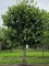 Afbeelding Leilinde - Tilia americana 'Nova'