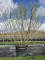 Afbeelding Grijze wilg,  Rozemarijnwilg - Salix 'Rosmarinifolia'