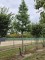 Afbeelding Amberboom - Liquidambar styraciflua
