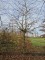 Afbeelding Gewone beuk - Fagus sylvatica
