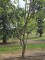 Afbeelding Winterbloeiende sierkers - Prunus x Subhirtella 'Autumnalis Rosea'