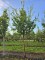 Afbeelding Chinese Sering - Syringa pekinensis 'China Snow'