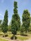 Afbeelding Zuileik - Quercus robur 'Fastigiata'