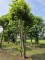 Afbeelding Plataan - Platanus x Hispanica