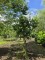 Afbeelding Pruimenboom met blauwe lekkere pruimen - Prunus domestica 'Bleue de Belgique'