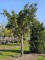 Afbeelding Treurtaxus - Taxus baccata dovastoniana 'Aurea Pendula'